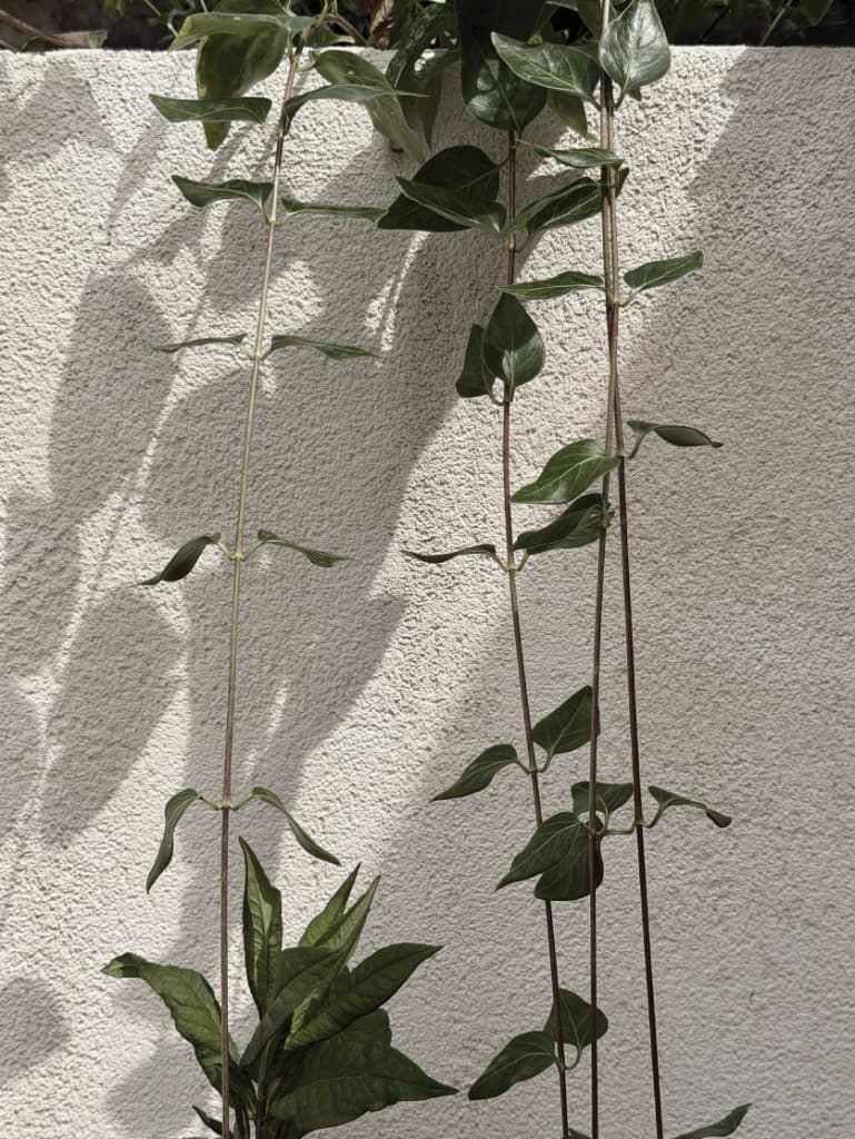 We are growers